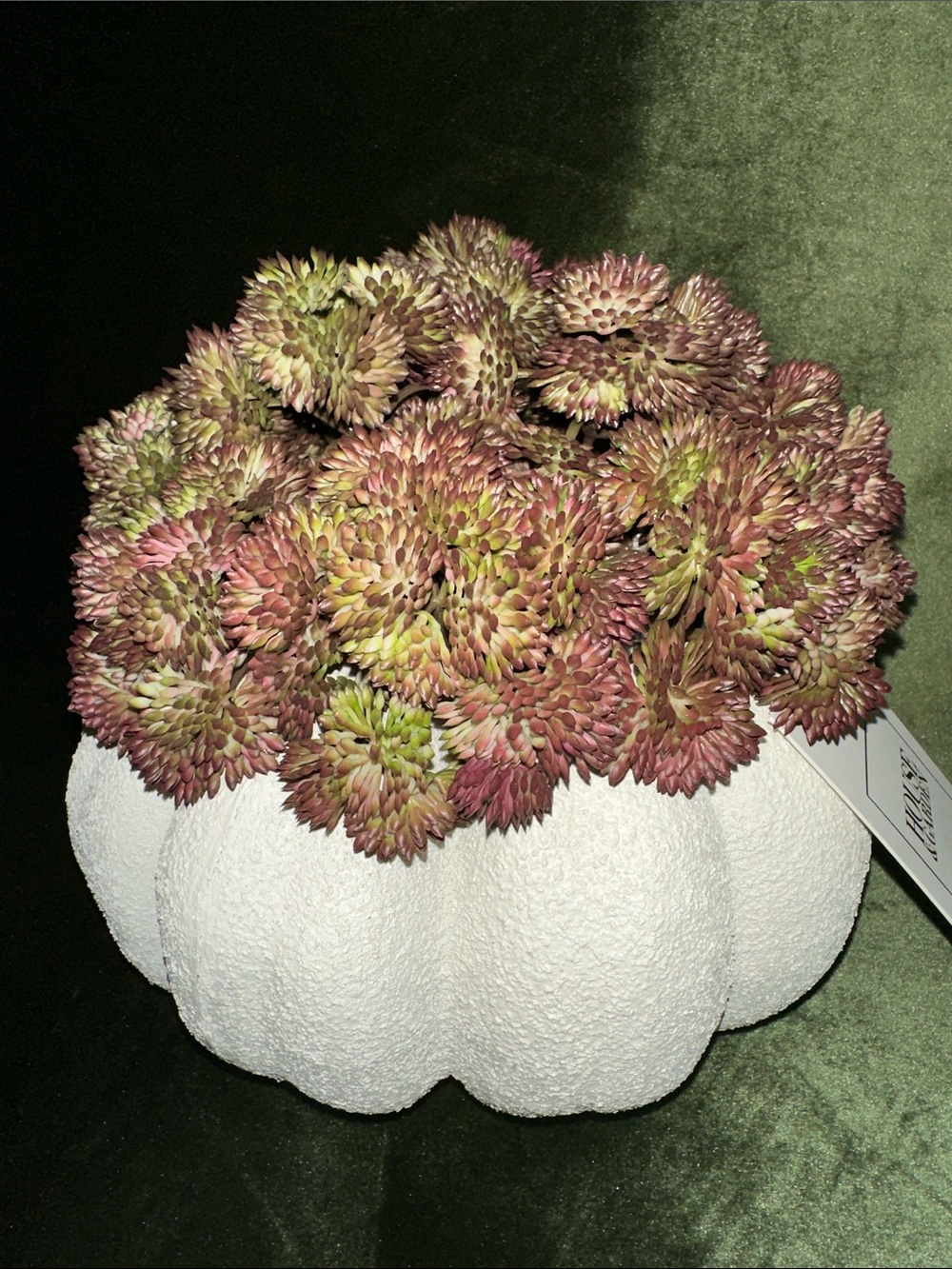 Fall Artificial Succulent Pumpkin Arrangement in Dusty Rose and Green